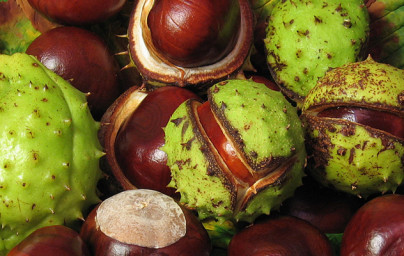 Pagaštan konský (Aesculus hippocastanum) Pagaštan konský (Aesculus hippocastanum)